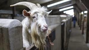 Wetheriggs Animal Rescue